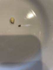 Acanthoscelides obtectus