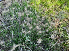Hordeum geniculatum