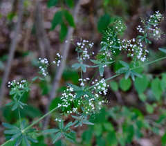 Galium sylvaticum