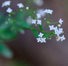 Galium sylvaticum