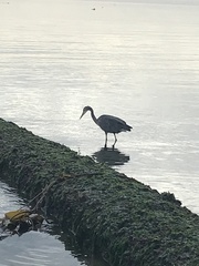 Ardea herodias fannini