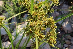Cyperus ochraceus