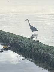 Ardea herodias fannini