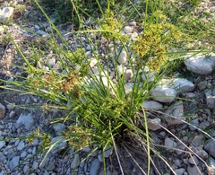 Cyperus ochraceus