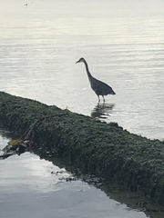 Ardea herodias fannini