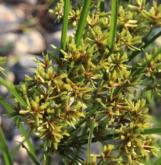 Cyperus ochraceus