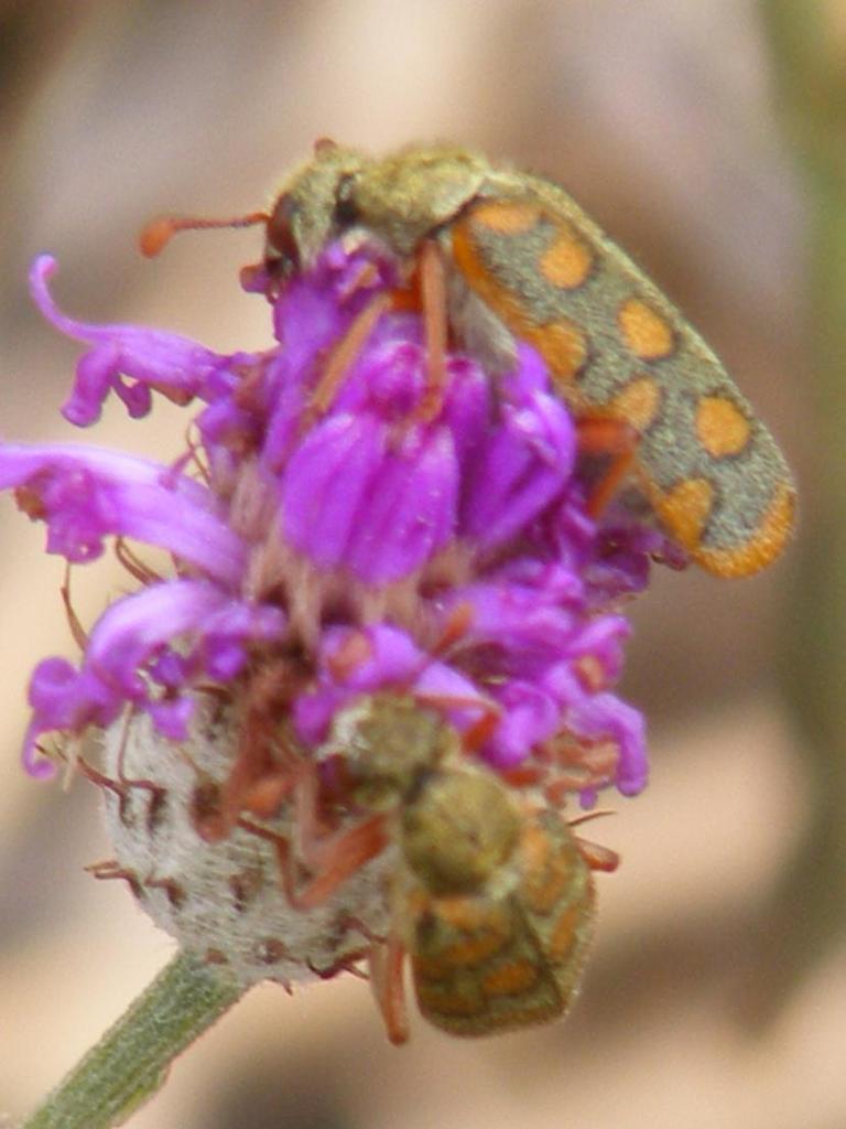 Hycleus surcoufi