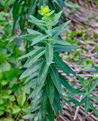 Euphorbia lucida