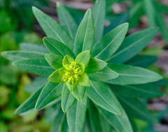 Euphorbia lucida