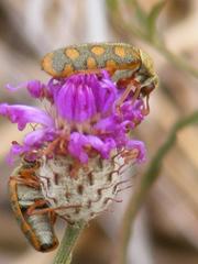 Parapolydora fastigiata