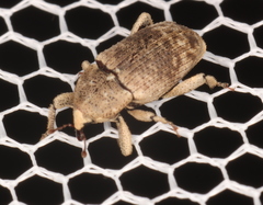 Mitrastethus australiae