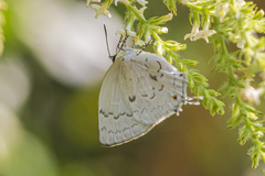 Ostrinotes sophocles