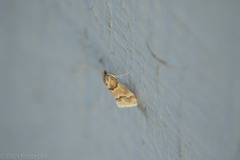 Pseudoschinia elautalis