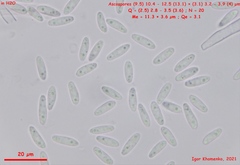 Hymenoscyphus imberbis