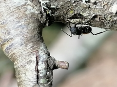 Camponotus chilensis