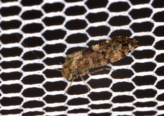 Nimbopsocus australis