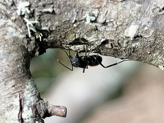 Camponotus chilensis