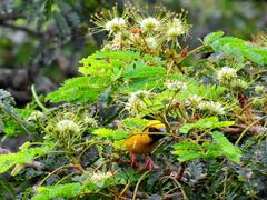 Albizia adianthifolia adianthifolia
