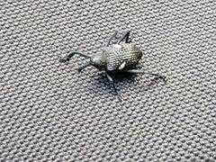 Tartarisus concinnus