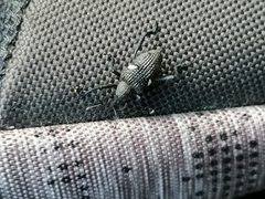 Tartarisus concinnus