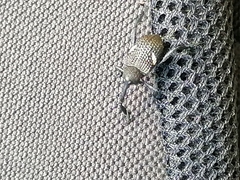 Tartarisus concinnus