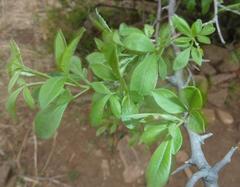 Searsia pyroides pyroides