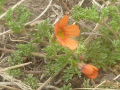 Jamesbrittenia aurantiaca