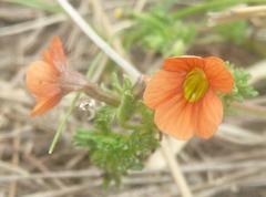 Jamesbrittenia aurantiaca