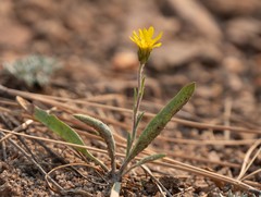 Pyrrocoma uniflora gossypina