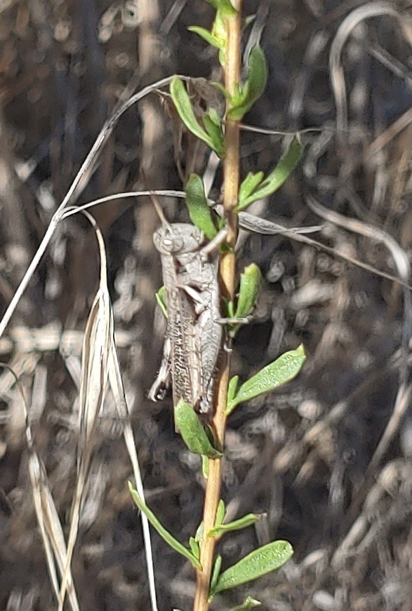 Gray Sagebrush Grasshopper