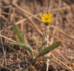 Pyrrocoma uniflora gossypina