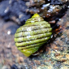 Littorina compressa