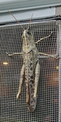 Image of Schistocerca rubiginosa