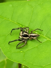 Leptofreya