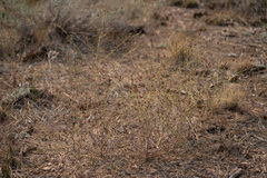 Cordylanthus nevinii