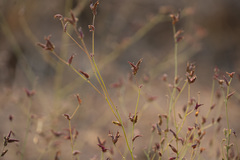 Cordylanthus nevinii