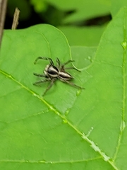 Leptofreya
