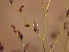 Cordylanthus nevinii