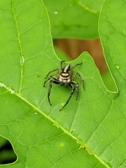 Leptofreya