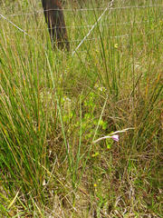 Gladiolus gueinzii