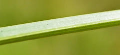 Gladiolus gueinzii
