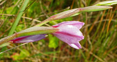 Gladiolus gueinzii