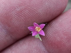 Schenkia spicata
