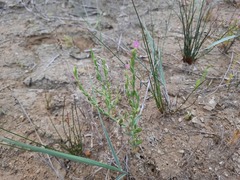 Schenkia spicata