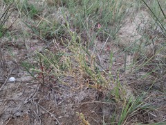 Schenkia spicata