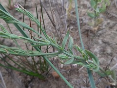 Schenkia spicata