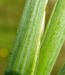 Gladiolus gueinzii
