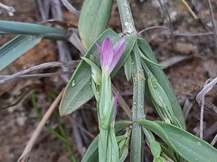 Schenkia spicata