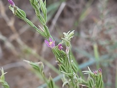 Schenkia spicata