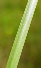 Gladiolus gueinzii